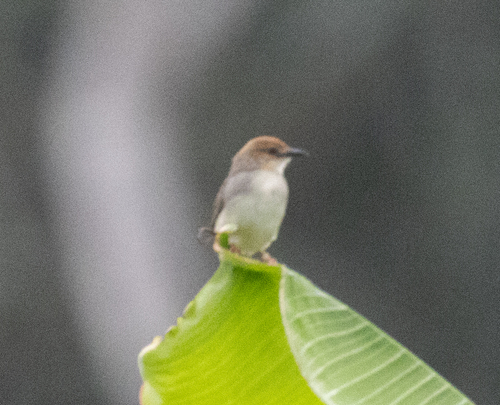 Chattering Cisticola (Cisticola anonymus), photo 6