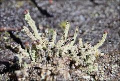 Cladonia ramulosa