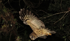 Strix fulvescens