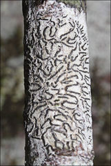 Halegrapha mucronata