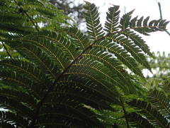 Alsophila celsa