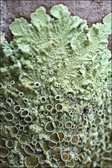 Flavoparmelia rutidota