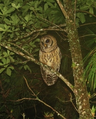 Strix fulvescens