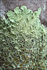 Flavoparmelia rutidota