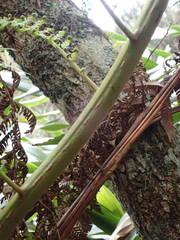 Alsophila celsa