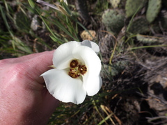 Calochortus catalinae