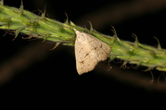 Hyamia palpitatalis