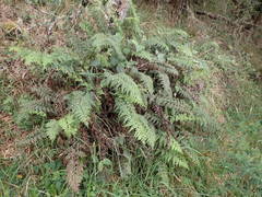 Asplenium sulcatum image