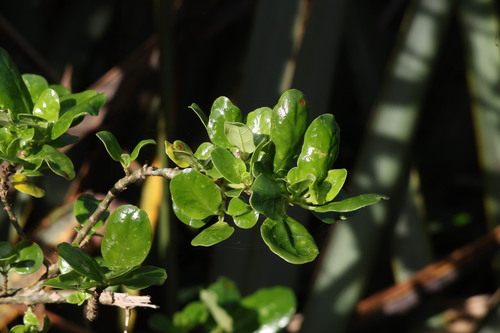Coprosma repens observed 2026-05-15
