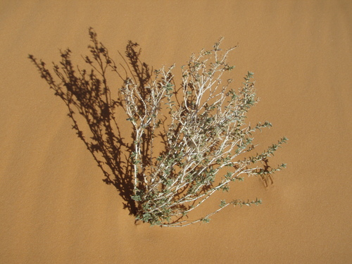 Moltkiopsis ciliata image