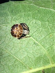 Araneus rotundulus