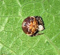 Araneus rotundulus