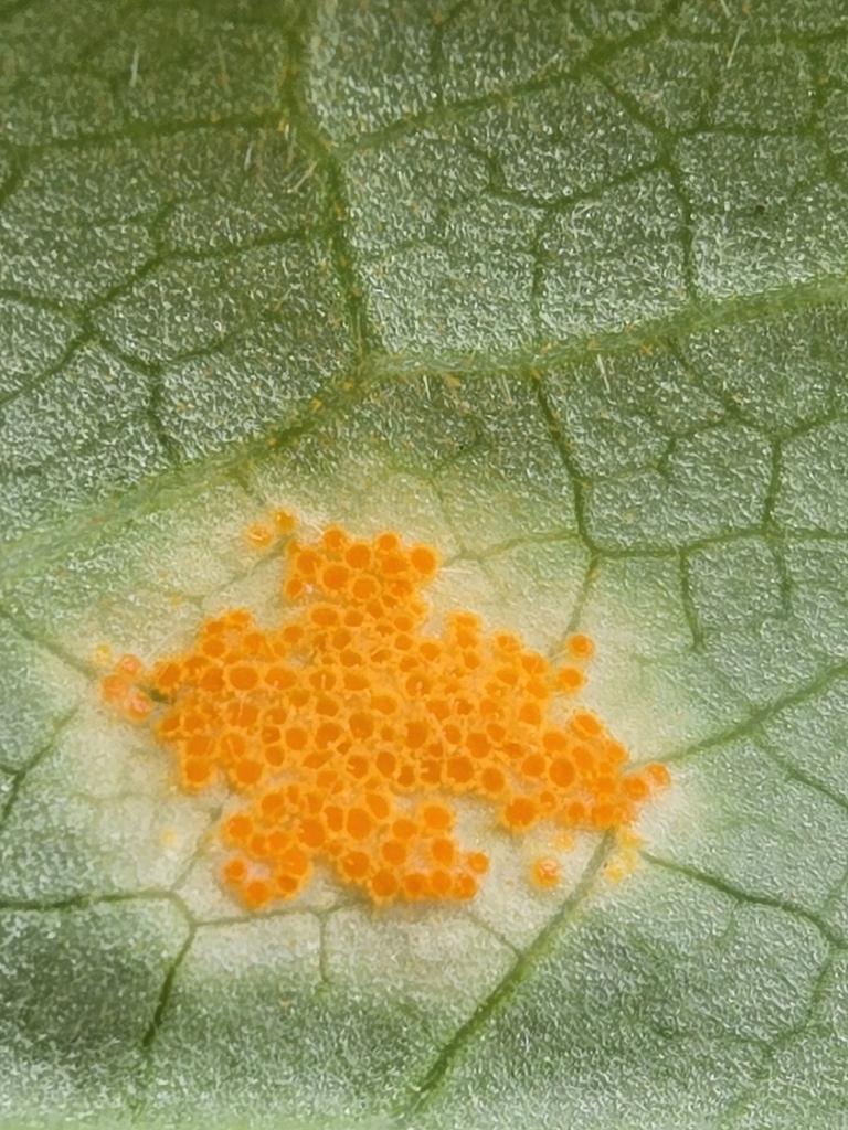 Mayapple Rust Mayapple Rust from Dundas, ON L9H 5E3, Canada on May 22, 2026 at 01:12 ...