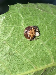 Araneus rotundulus