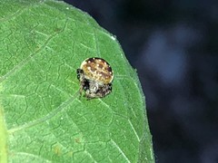 Araneus rotundulus