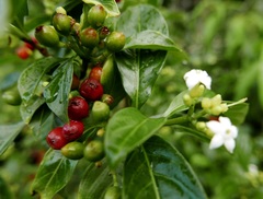 Eumachia microdon