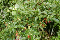 Eumachia microdon