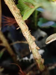 Dryopteris pentheri