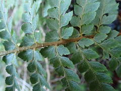 Dryopteris pentheri