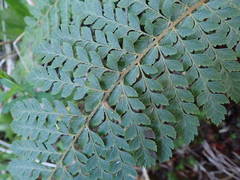 Dryopteris pentheri