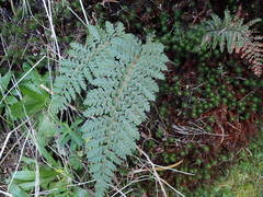 Dryopteris pentheri