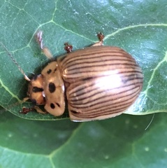 Paropsisterna intacta