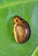 Paropsisterna intacta