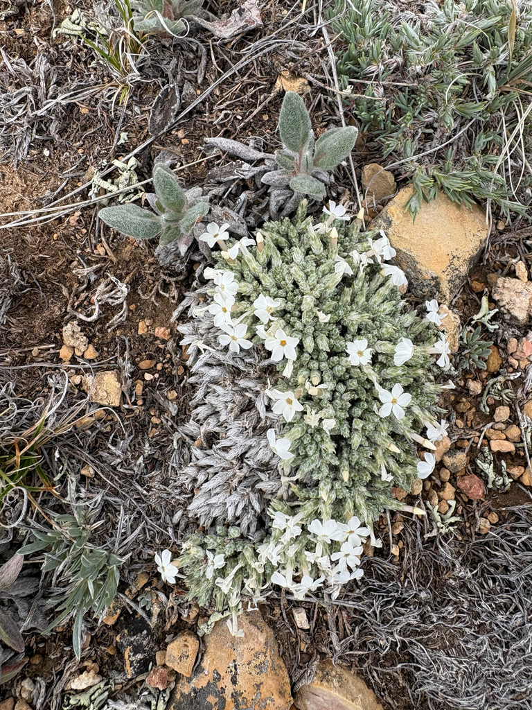 Laramie Range Dispersed WY — Medicine Bow National Forest, Laramie WY dispersed campsite