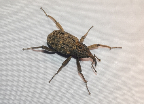 Sipalinus gigas