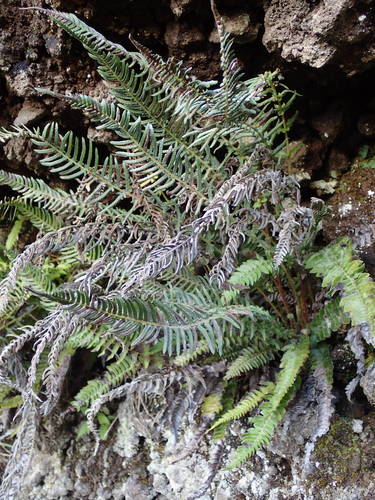 Blechnum australe image