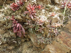 Dudleya parva