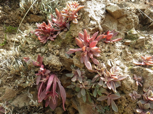 Dudleya parva