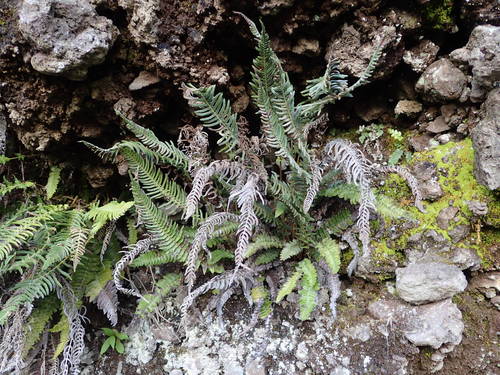 Blechnum australe image