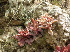 Dudleya parva