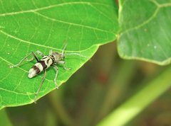 Chlorophorus reductus