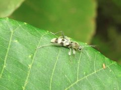 Chlorophorus reductus