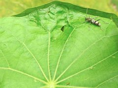 Chlorophorus reductus