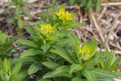 Euphorbia adenochlora