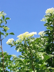 Sambucus nigra