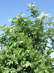 Sambucus nigra