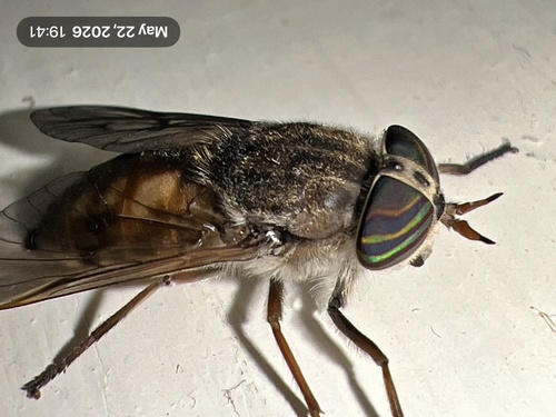 Orange-sided Horse Fly photo 4