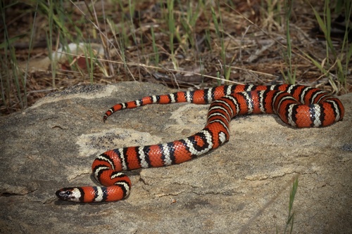 California Mountain Kingsnake