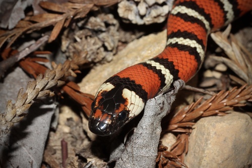 California Mountain Kingsnake
