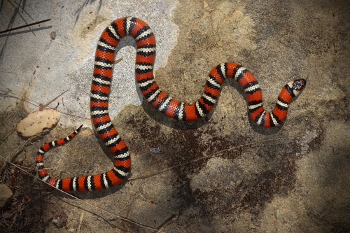 California Mountain Kingsnake