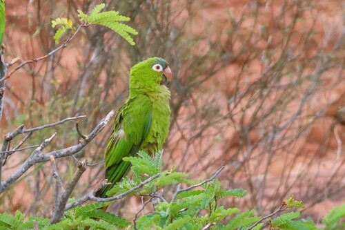 Blue-crowned Parakeet