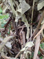 Amauropelta heteroptera