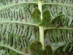 Amauropelta heteroptera