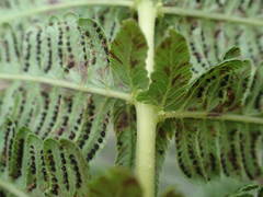 Amauropelta heteroptera