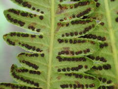 Amauropelta heteroptera