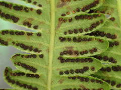 Amauropelta heteroptera